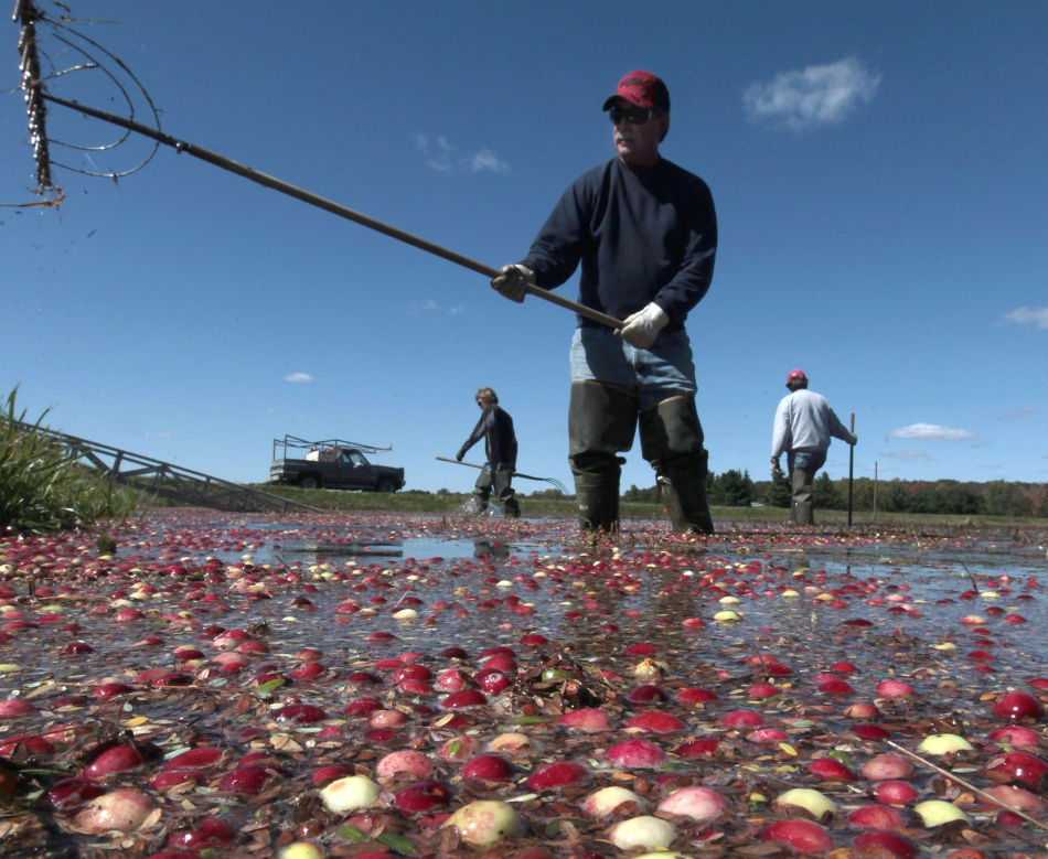 Cranberries